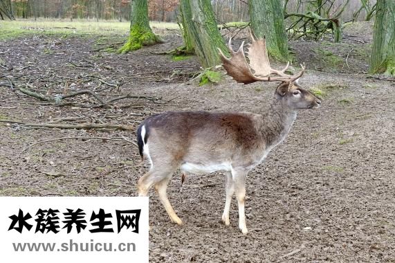 整根鹿茸怎么泡酒