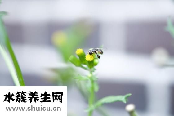 怎么制作黃蜂酒