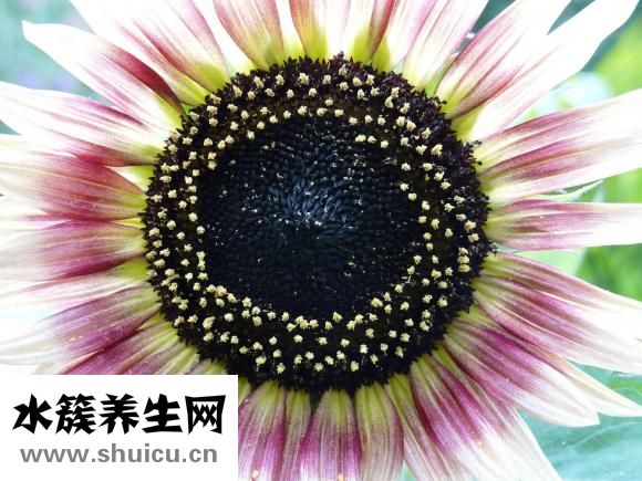 清朝怎么洗頭發