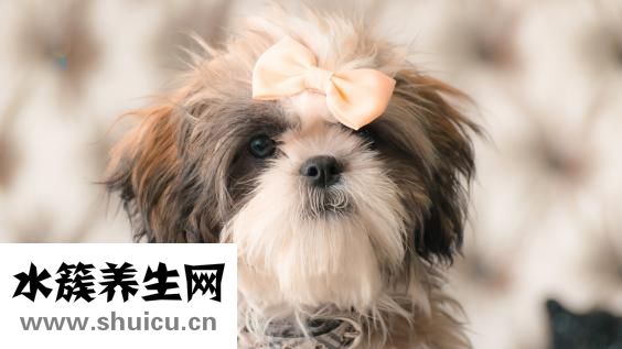 狗狗耳朵很紅怎么辦