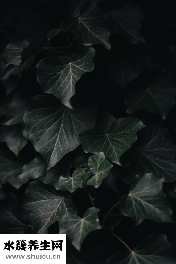 男的頭發怎么變濃密