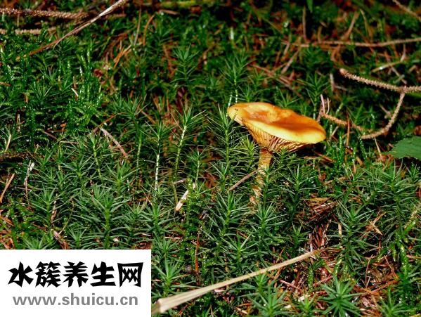 耳朵里有耳釘怎么辦