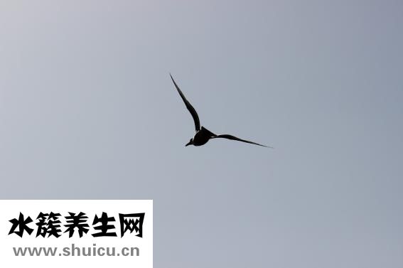 眼睛怎么畫的好