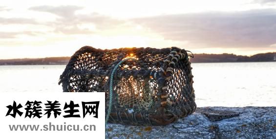 干龍蝦怎么吃法