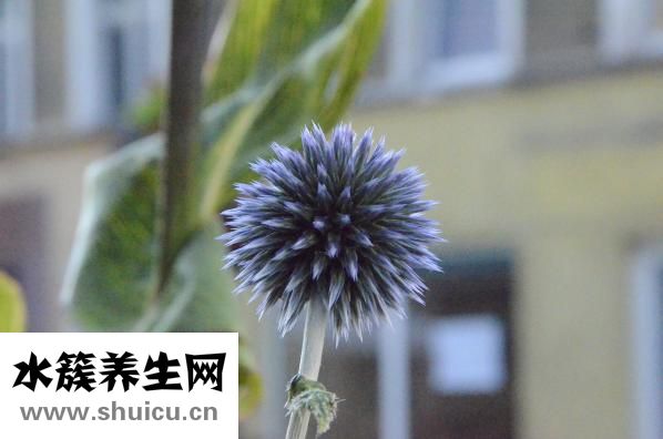 怎么洗干的淡菜