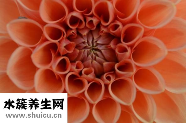 狗狗耳朵不好怎么辦