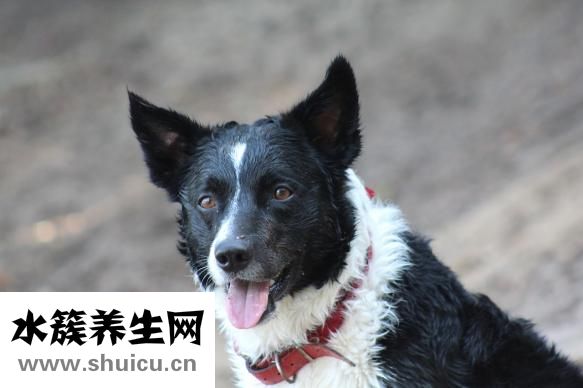 怎么找到德國男朋友