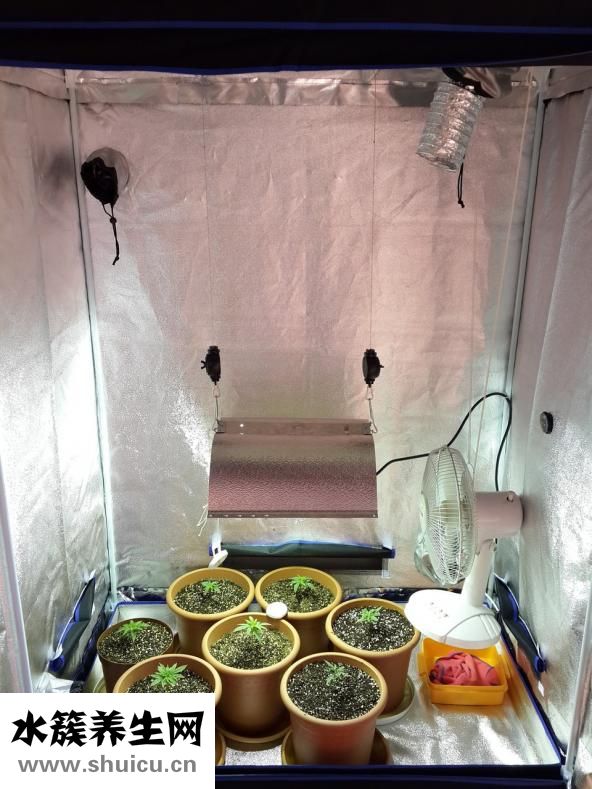 女兒不想結婚怎么勸