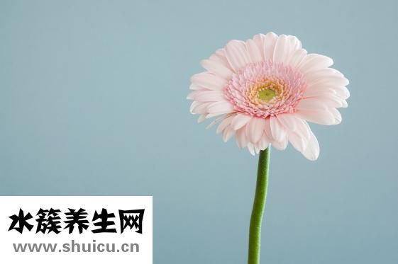 蜜棗花怎么鉤