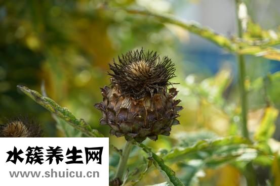 長期尿分叉怎么治