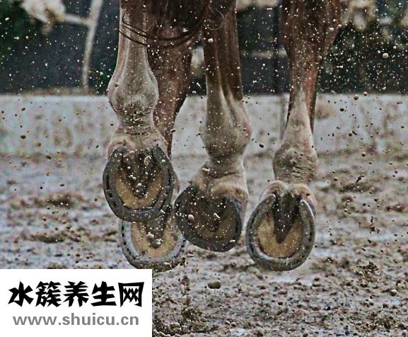 馬蹄糕的怎么切好看