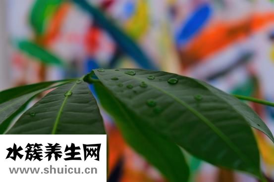 長期尿分叉怎么治