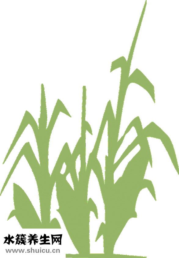 長期尿分叉怎么治