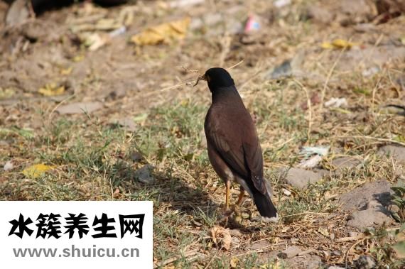 鴿子怎么殺有營(yíng)養(yǎng)