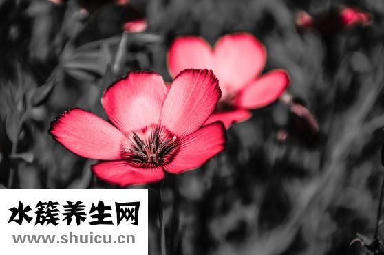 倉(cāng)鼠的年齡怎么看