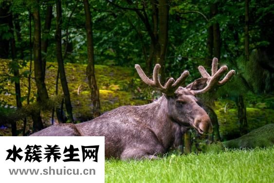 鹿茸毛怎么去除