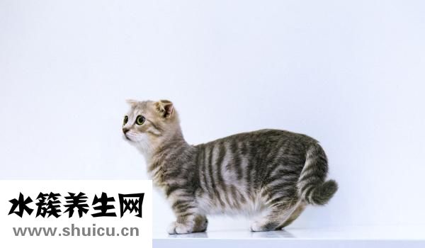 黑頸龜怎么捕抓