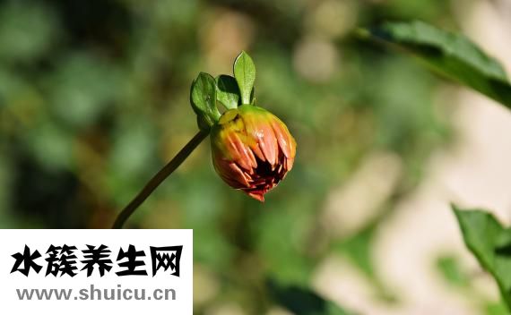 骨質疏松怎么治