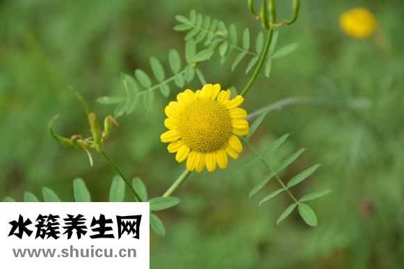 鼻梁骨寬大怎么辦