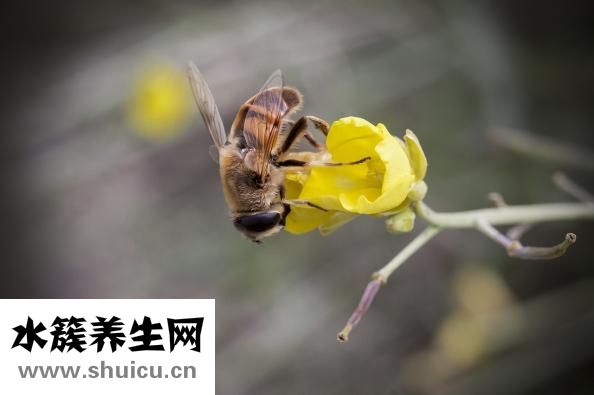 協和特需號怎么掛