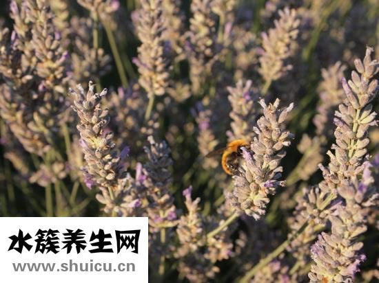 額頭長油脂粒怎么辦