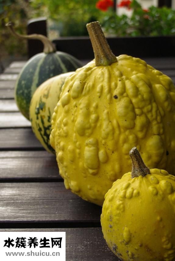 馬不吃草料怎么辦