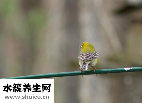 金魚一般怎么吃飯