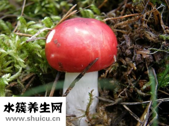 冬天白糖怎么給蜂吃