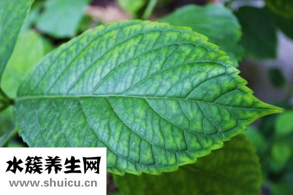 葉子枯萎怎么辦