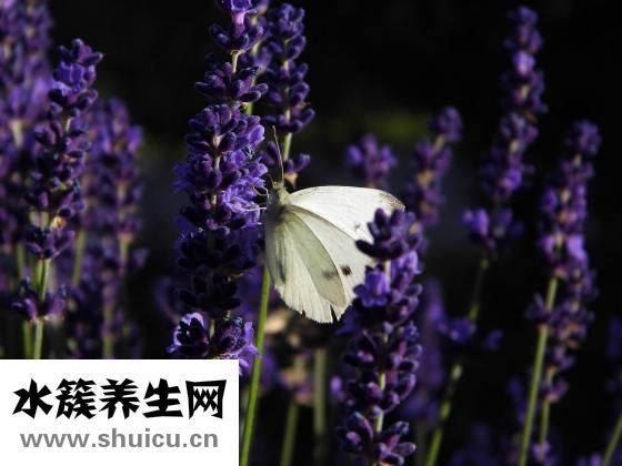 額頭長油脂粒怎么辦