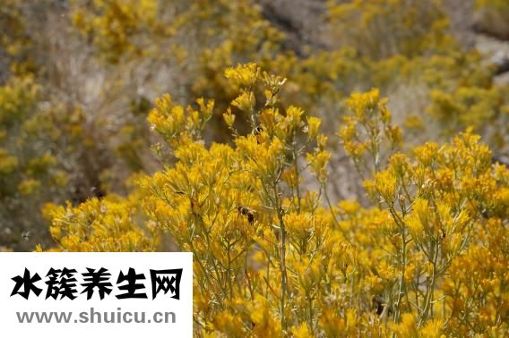 冬天白糖怎么給蜂吃