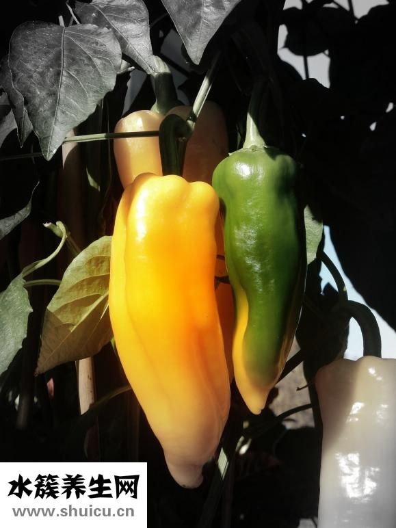 剪辣椒后手辣怎么辦