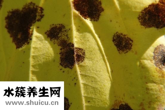 黃斑瘤怎么治療