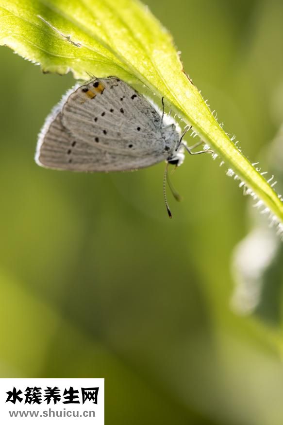 鮮奶阿華田怎么做