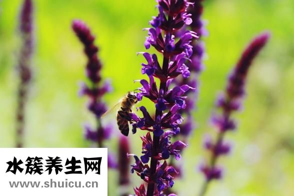 額頭長油脂粒怎么辦