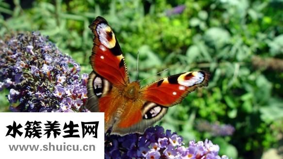 黃牛刺蟲怎么找