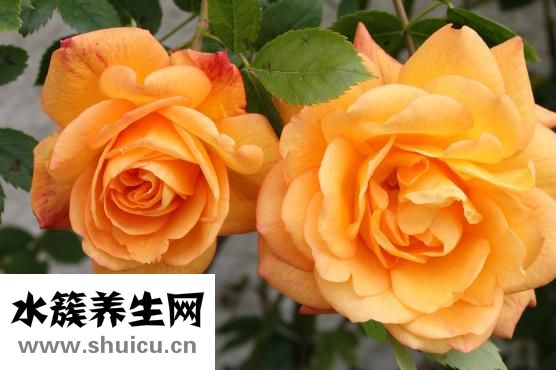 門牙有縫自己怎么弄