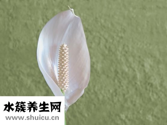 風信子怎么換水