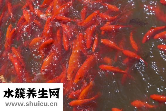 金魚下崽子怎么養(yǎng)