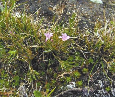 淫羊藿的功效與作用，菟絲子的功效與作用