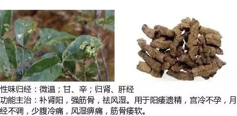 雞血藤的功效與作用主要治什么病(雞血藤的功效與作用的功能與主治)