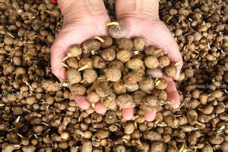 中藥法半夏的功效與主治（法半夏的功效與主治）