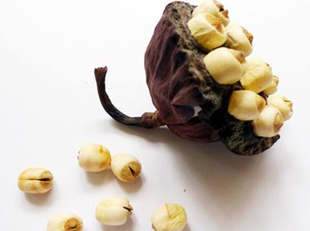 蓮子心的毒性很大（蓮子心的功效與作用禁忌）