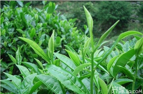 鐵觀音的功效與作用的功效與作用（鐵觀音的功效與作用介紹）