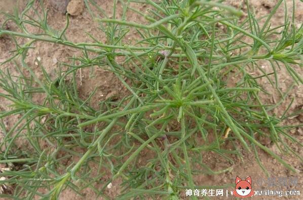 血糖最怕的三種野菜et4（血糖最怕的三種野菜）