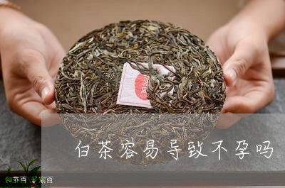 老白茶的功效與作用（白茶對男性的性功能）