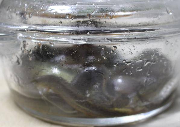 黃芪和什么搭配最補腎壯陽（黃芪和什么搭配最補腎）