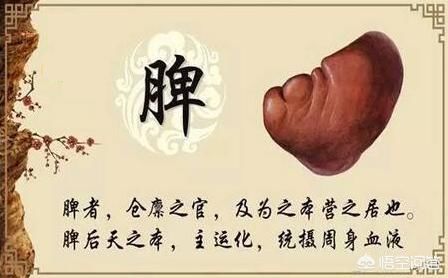 脾胃虛寒濕氣重怎么調理口臭（脾胃虛寒濕氣重怎么調理）