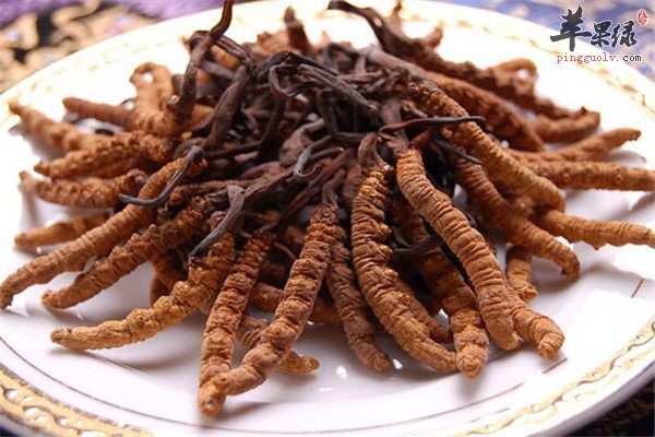 冬蟲夏草的功效主治是什么（冬蟲夏草的功效是什么能治哪些病）
