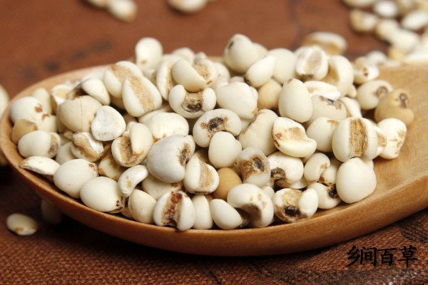 薏米仁的功效與作用及禁忌（薏苡仁的功效與作用及禁忌）